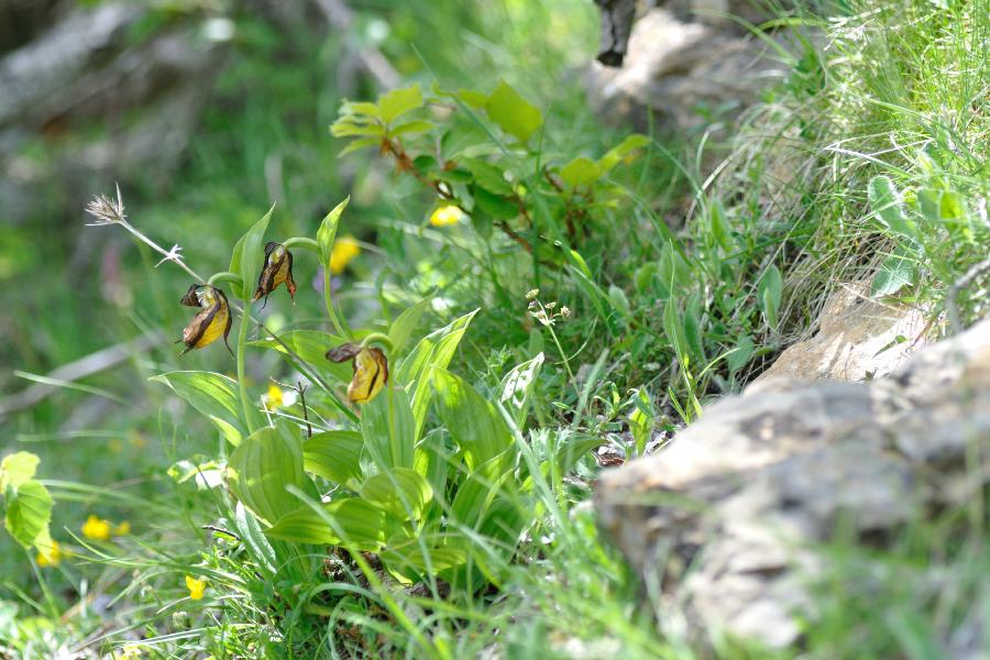 cypripedium calcaeolus.jpg