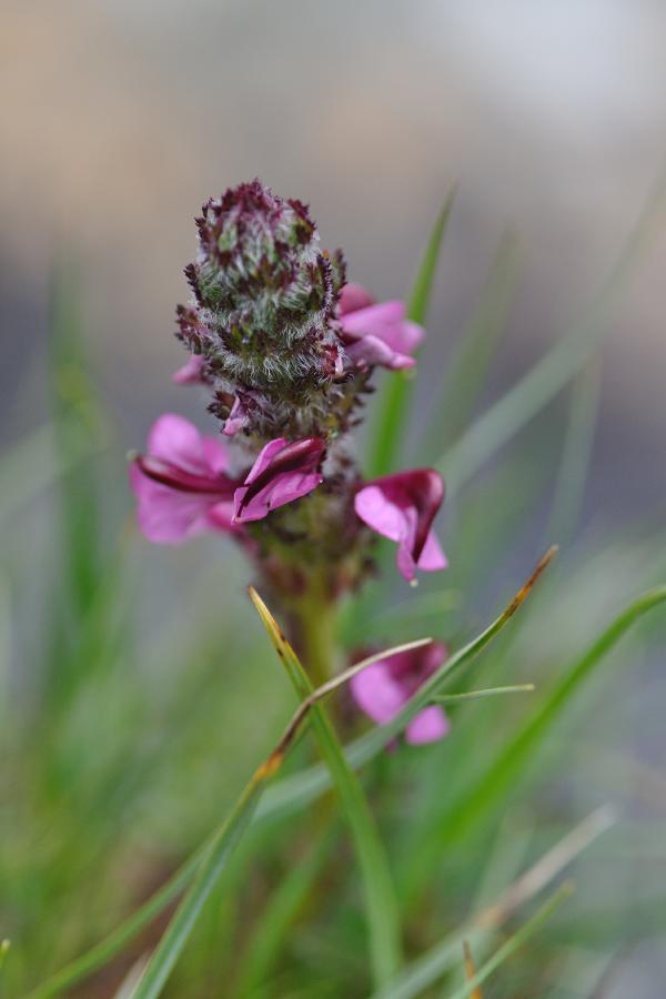pedicularis mixta.jpg