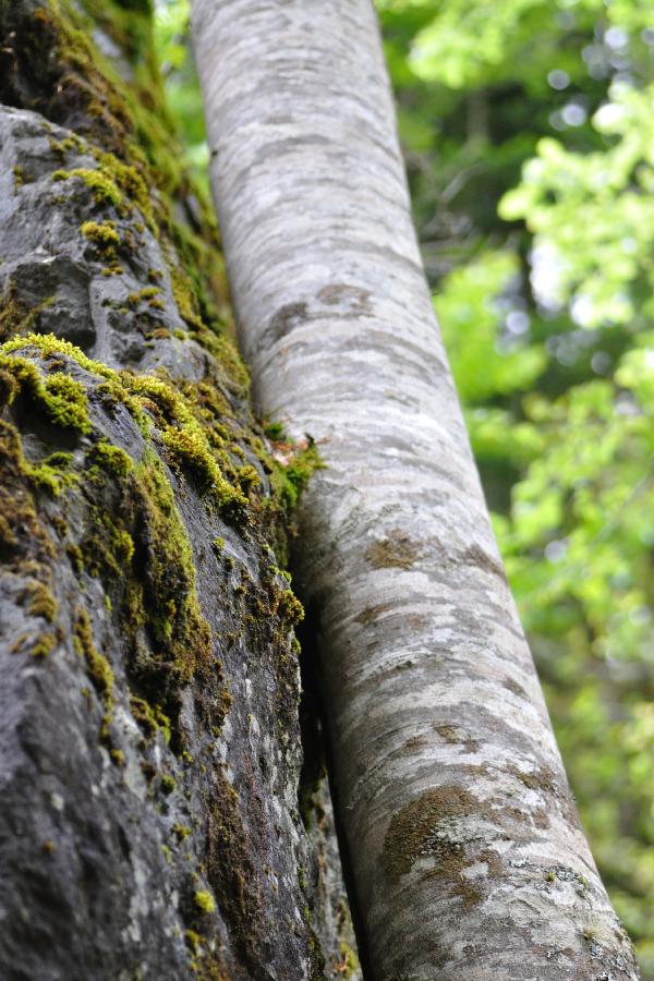 arbre.jpg