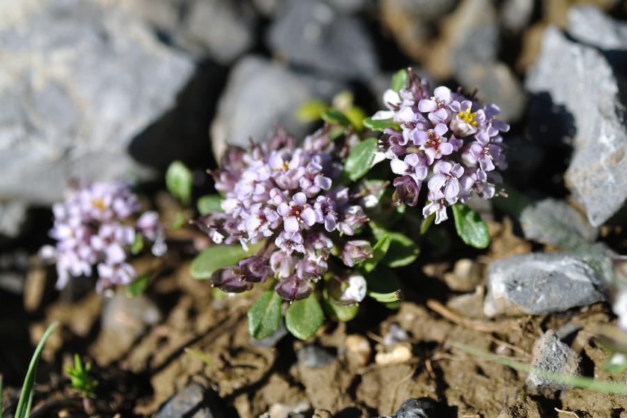 iberis spathulata.jpg