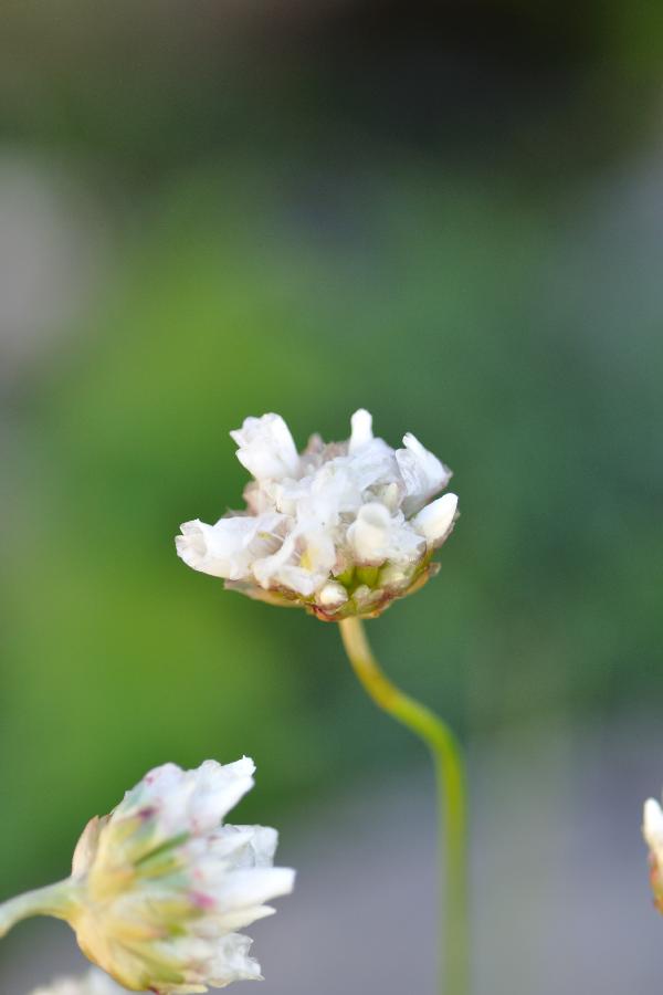 armeria pubivernis.jpg