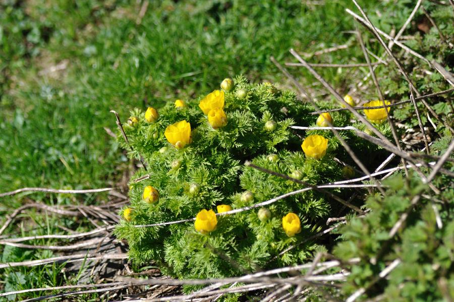 adonis pyrenaica.jpg