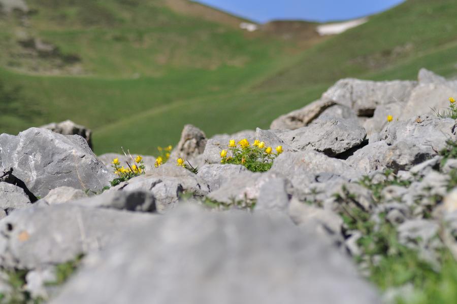 adonis pyrenaica 2.jpg