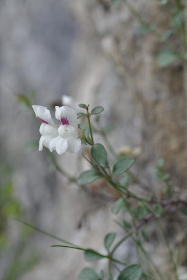 antirrhinum sempervirens.jpg