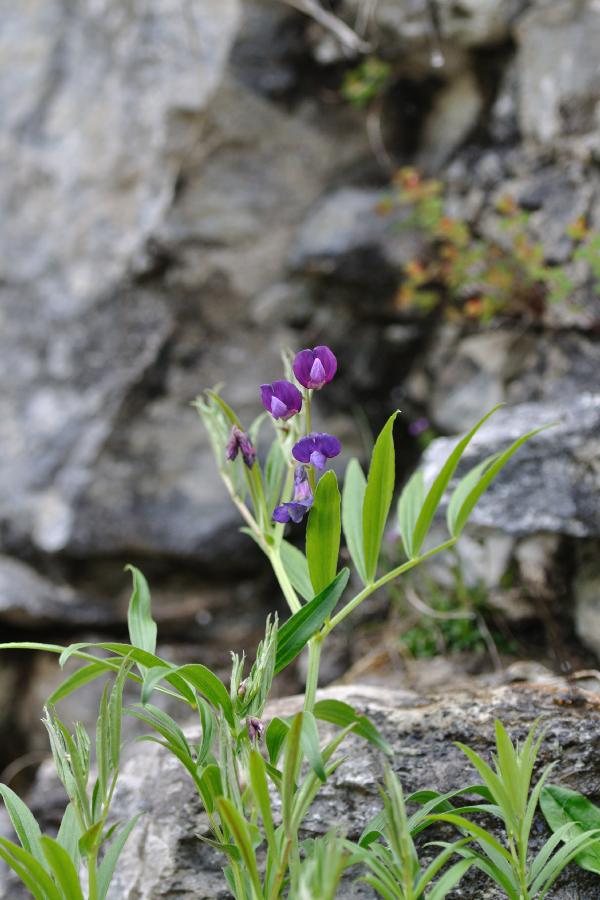 lathyrus vivantii.jpg