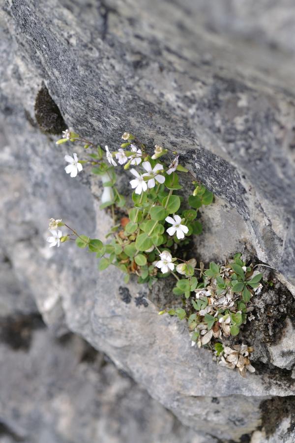 petrocoptis pyrenaica.jpg
