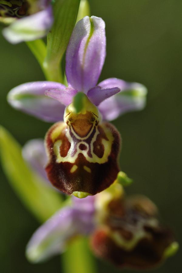 ophrys aegertica 3.jpg
