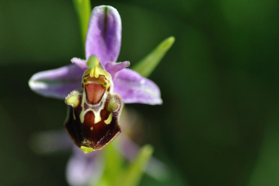 ophrys aegertica.jpg