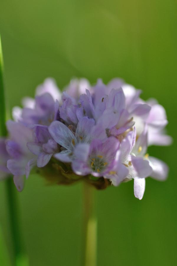 armeria.jpg