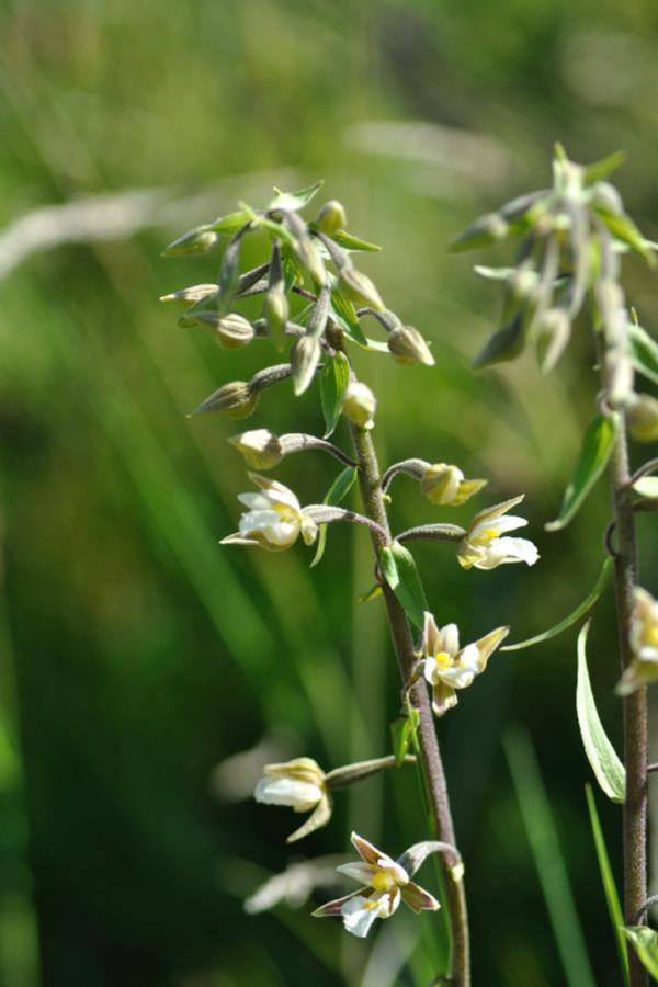 epipactis palustris.jpg