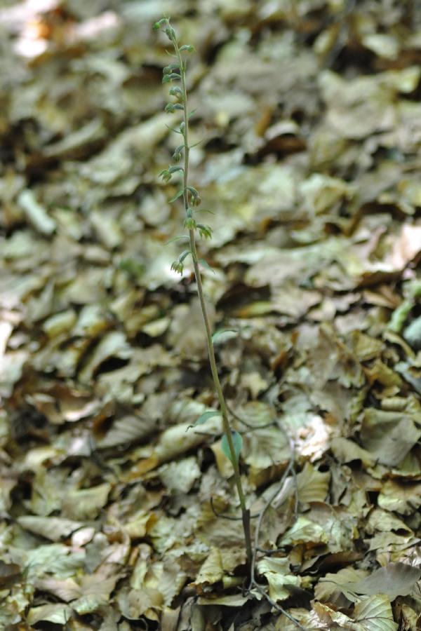 epipactis microphylla.jpg