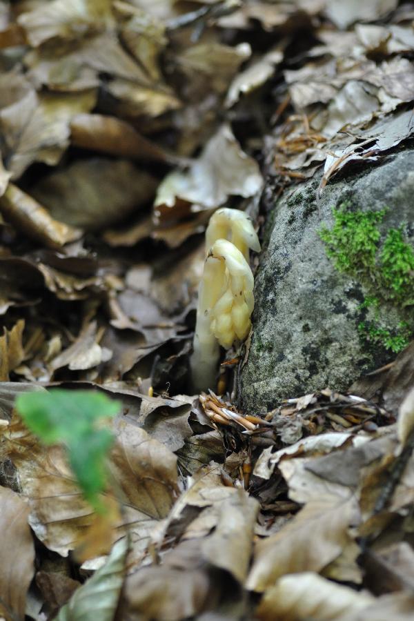 Monotropa hypopitys.jpg