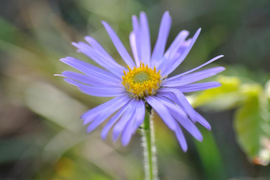 aster alpinus subs cebenensis.jpg