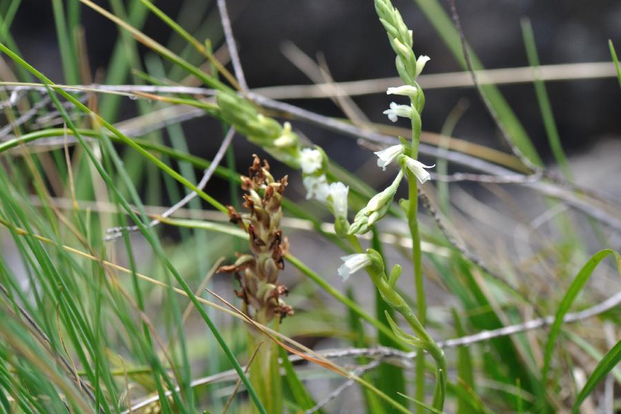 spiranthes.jpg
