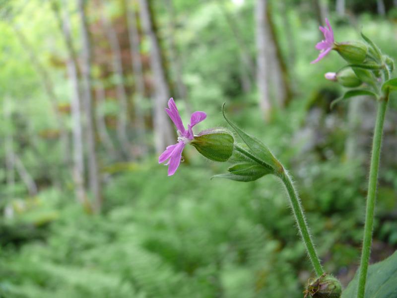 lychnis.jpg