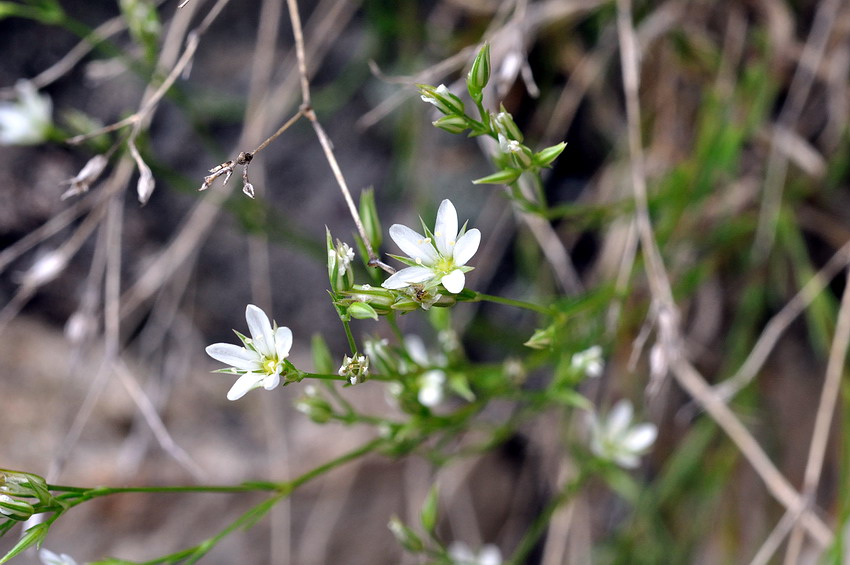 Minuartia1.jpg