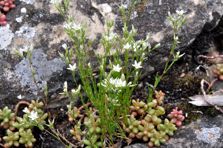 Minuartia2.jpg