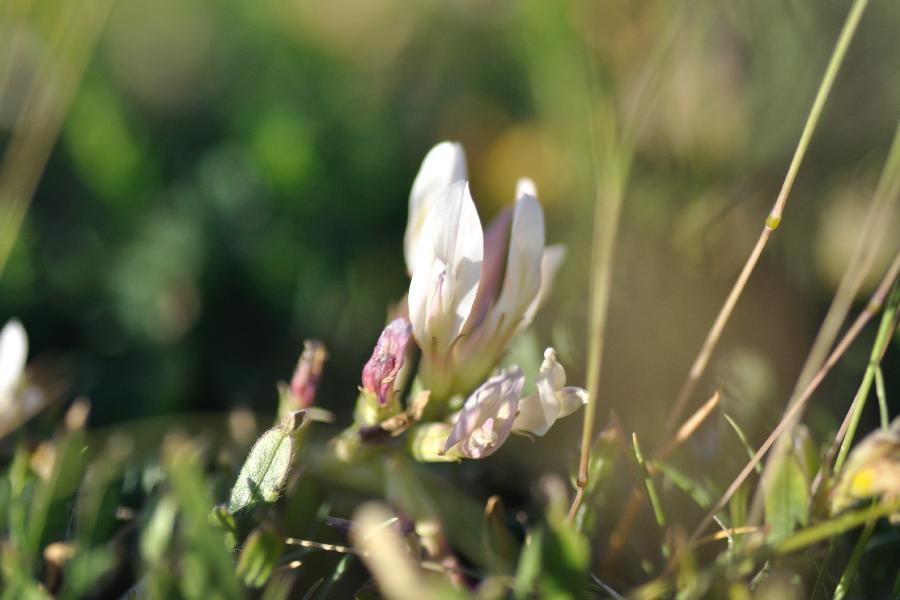 oxytropis nuria.jpg