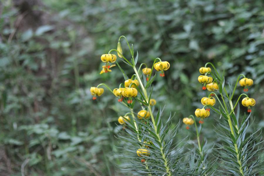 lilium pyrenaicum.jpg
