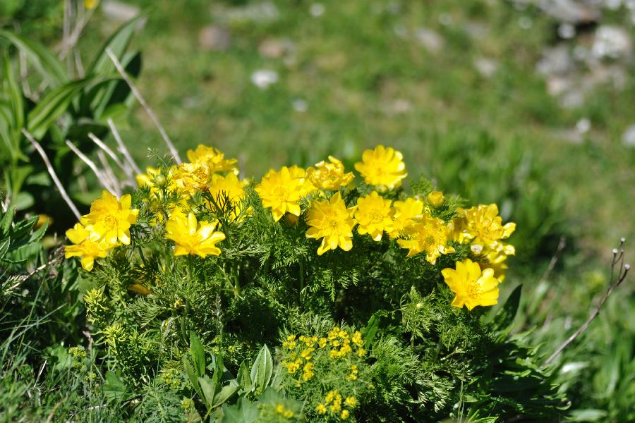 adonis pyrenaica2.jpg