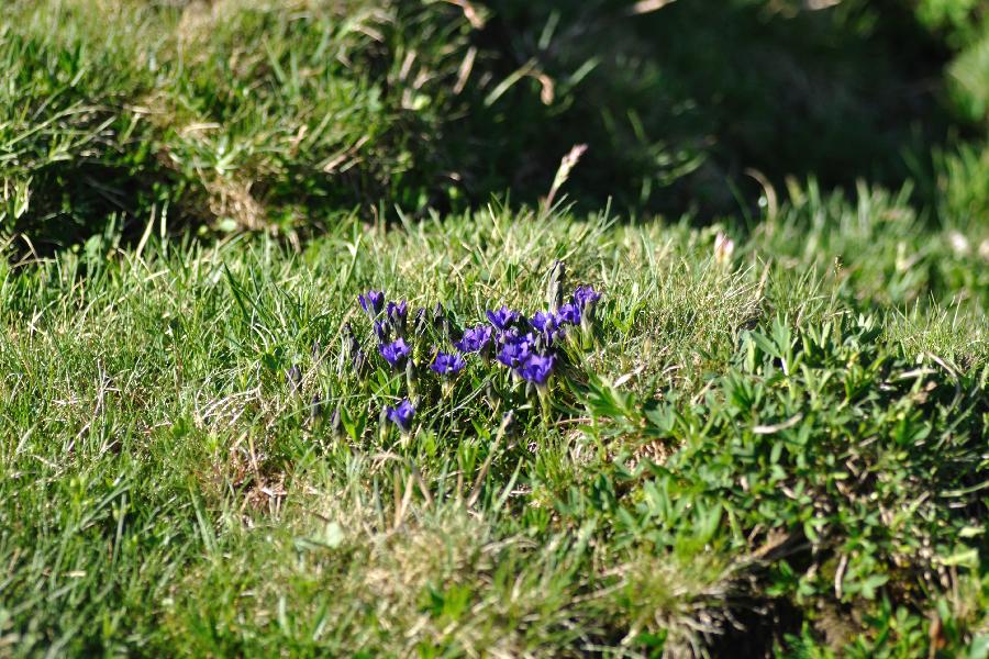 gentiana pyrenaica.jpg