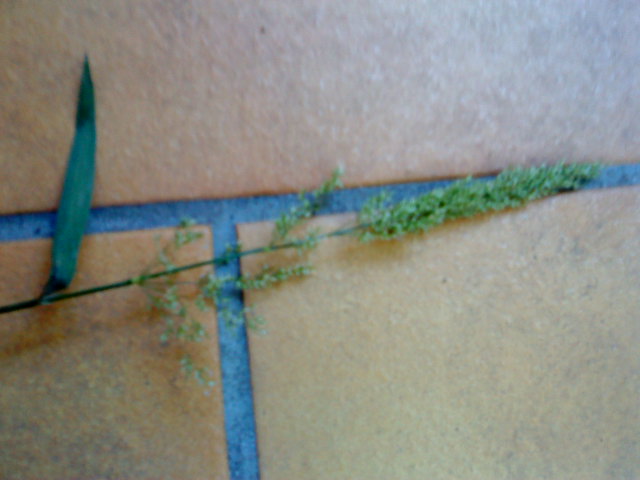 DSC00143.JPG