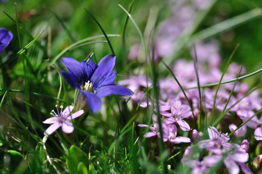 gentiana pyrenaica 2.jpg