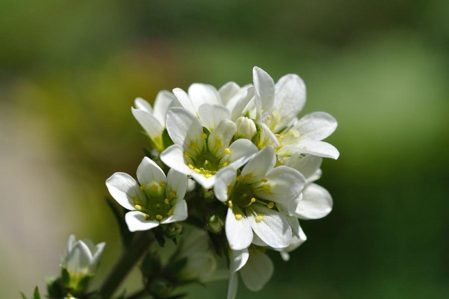 saxifraga aquatica.jpg