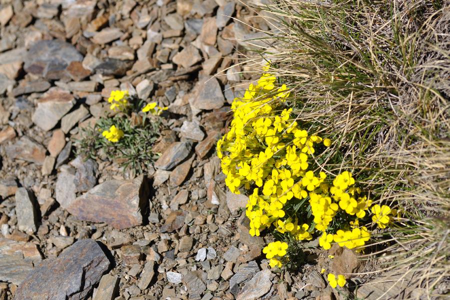 Erysimum seipkae subsp. seipkae.jpg
