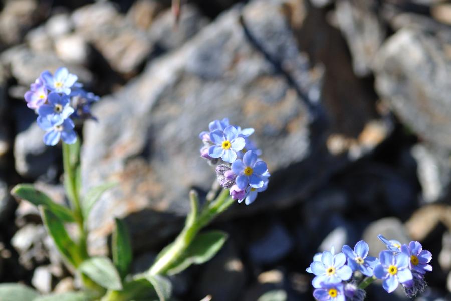 Myosotis corsicana subsp. pyrenaearum.jpg