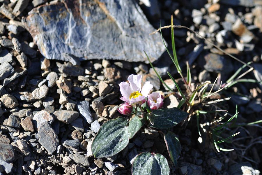 ranunculus parnassifolius subs parnassifolius.jpg