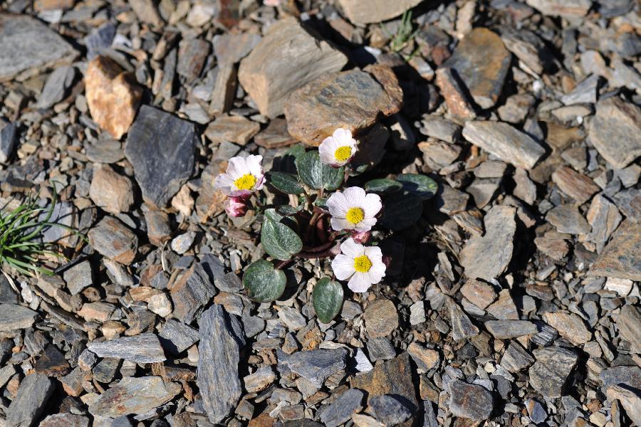 ranunculus parnassifolius subs parnassifolius2.jpg