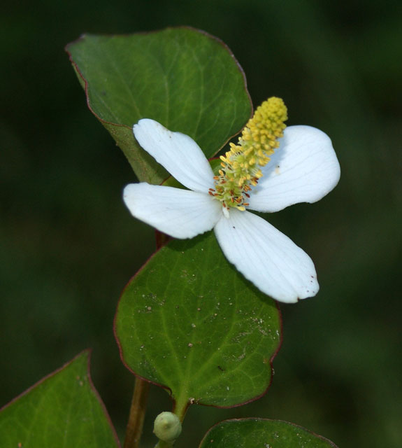 fleur 575x640 575x640-1.jpg