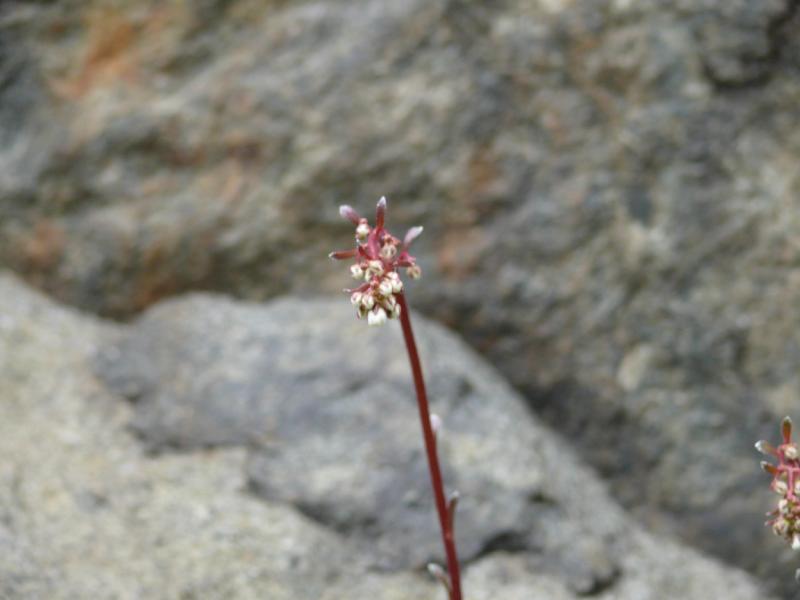 saxifraga.jpg