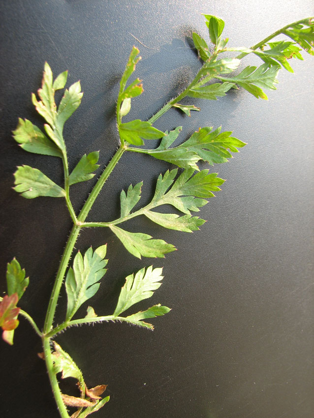 Daucus-carota-3f.jpg