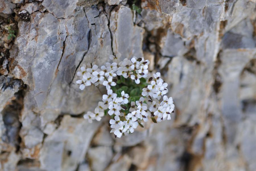 draba siliquosa.jpg