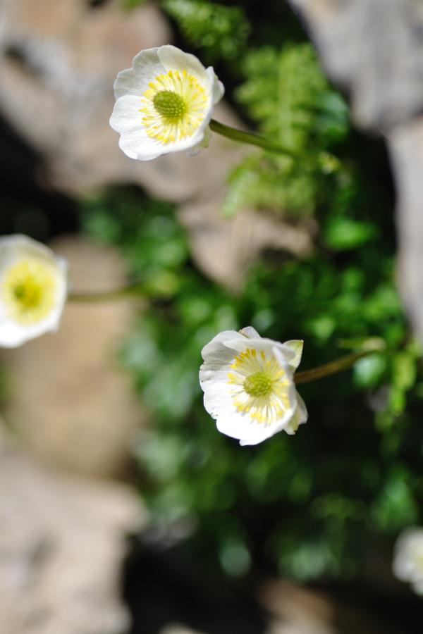ranunculus alpestris.jpg