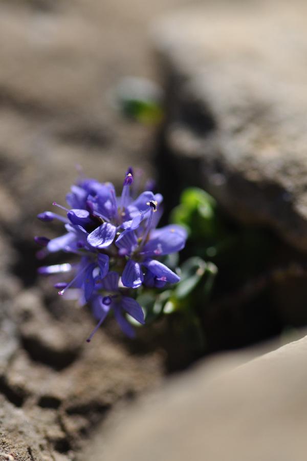 veronica nummularia.jpg