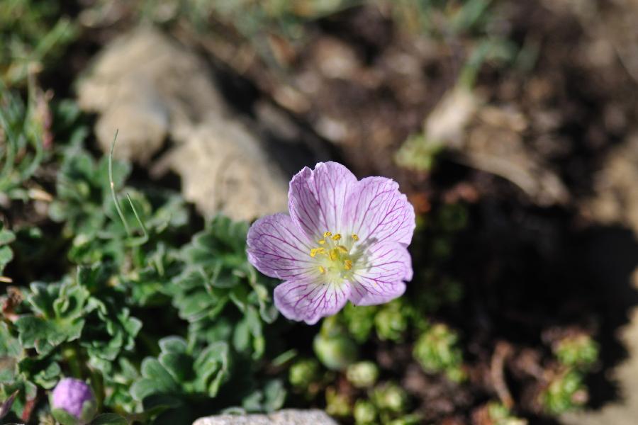 geranium cinereum.jpg