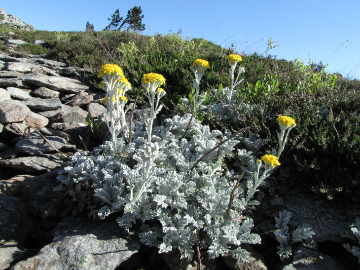 Senecio leucophyllus-1a.jpg