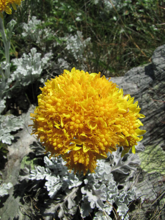 Senecio leucophyllus-1b.jpg