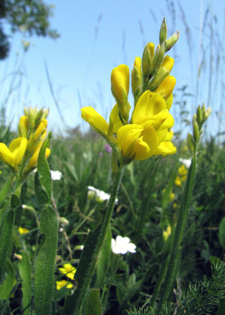 Genista-sagittalis-subsp.jpg