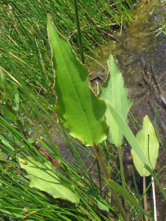 IMG_1151.JPG