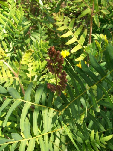 Ptéridophyte X