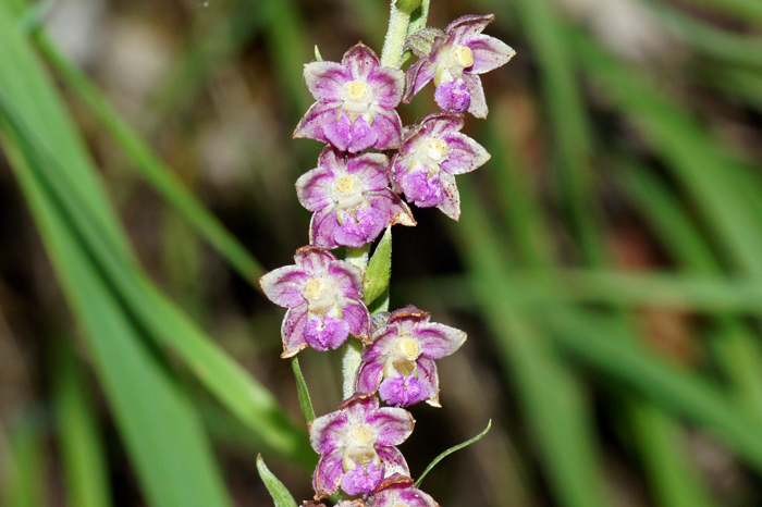 Epipactis-sp-atrorubens.jpg