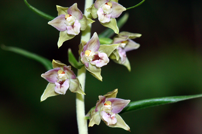 Epipactis-sp-distans.jpg