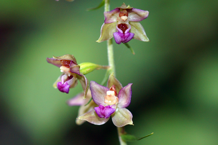 Epipactis-sp.jpg