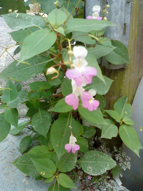 DSC00171.JPG
