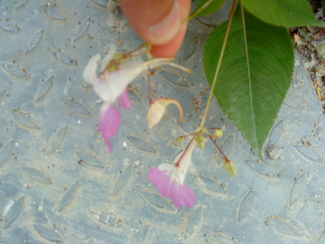 DSC00172.JPG