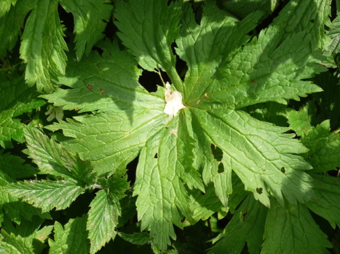 Feuille_Geranium.jpg